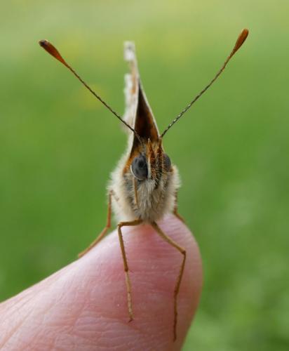 Melitaea phoebe